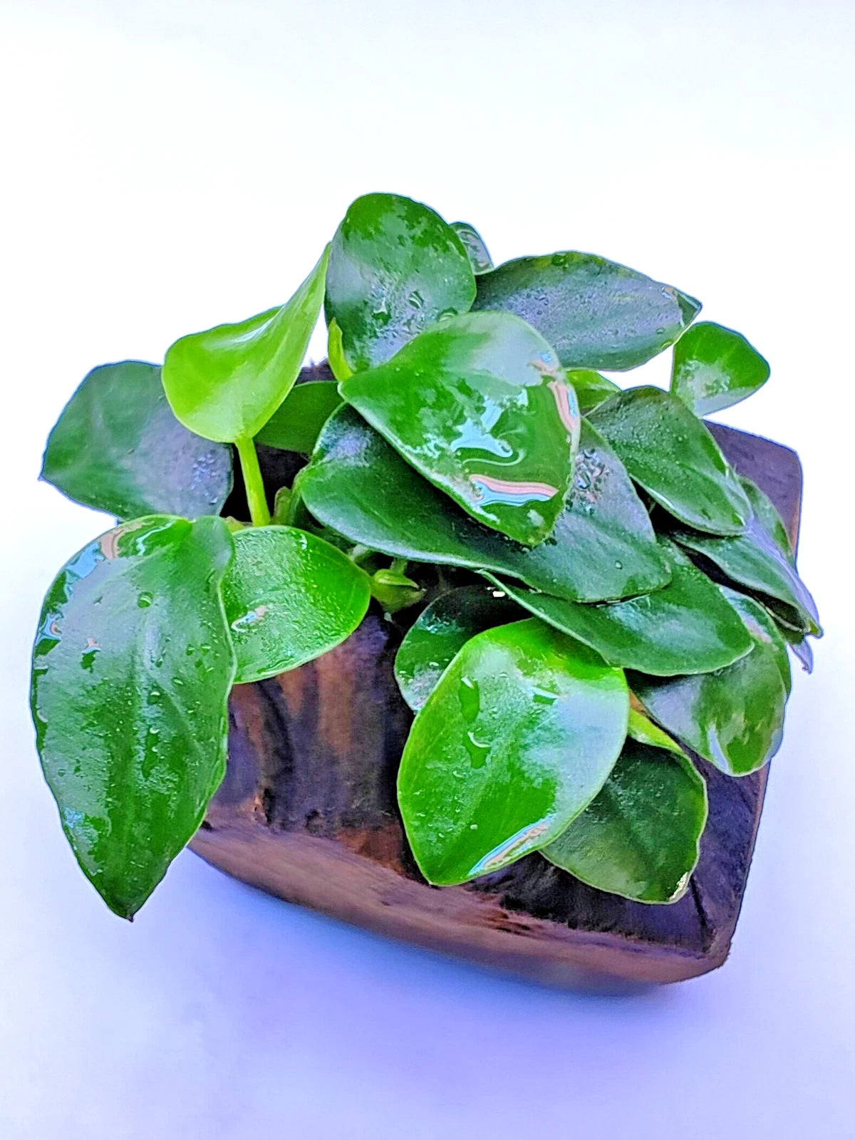 Anubias Nana Petite on Nano wood bogwood Live Aquarium Aquatic Plants shrimp safe