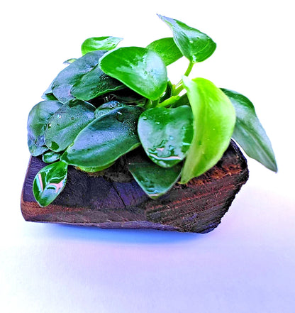Anubias Nana Petite on Nano wood bogwood Live Aquarium Aquatic Plants shrimp safe