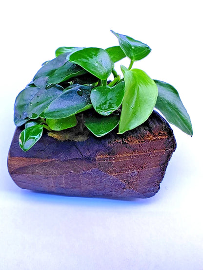 Anubias Nana Petite on Nano wood bogwood Live Aquarium Aquatic Plants shrimp safe