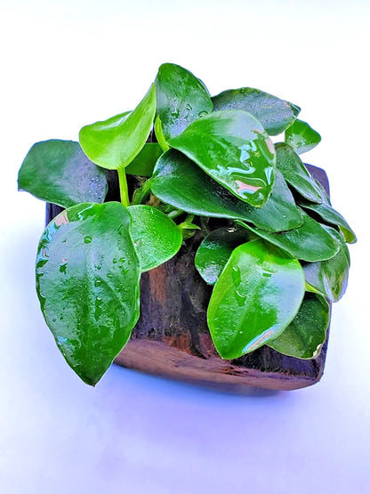 Anubias Nana Petite on Nano wood bogwood Live Aquarium Aquatic Plants shrimp safe