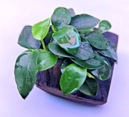 Anubias Nana Petite on Nano wood bogwood Live Aquarium Aquatic Plants shrimp safe