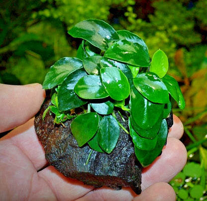 Anubias Nana Petite on Nano wood bogwood Live Aquarium Aquatic Plants shrimp safe