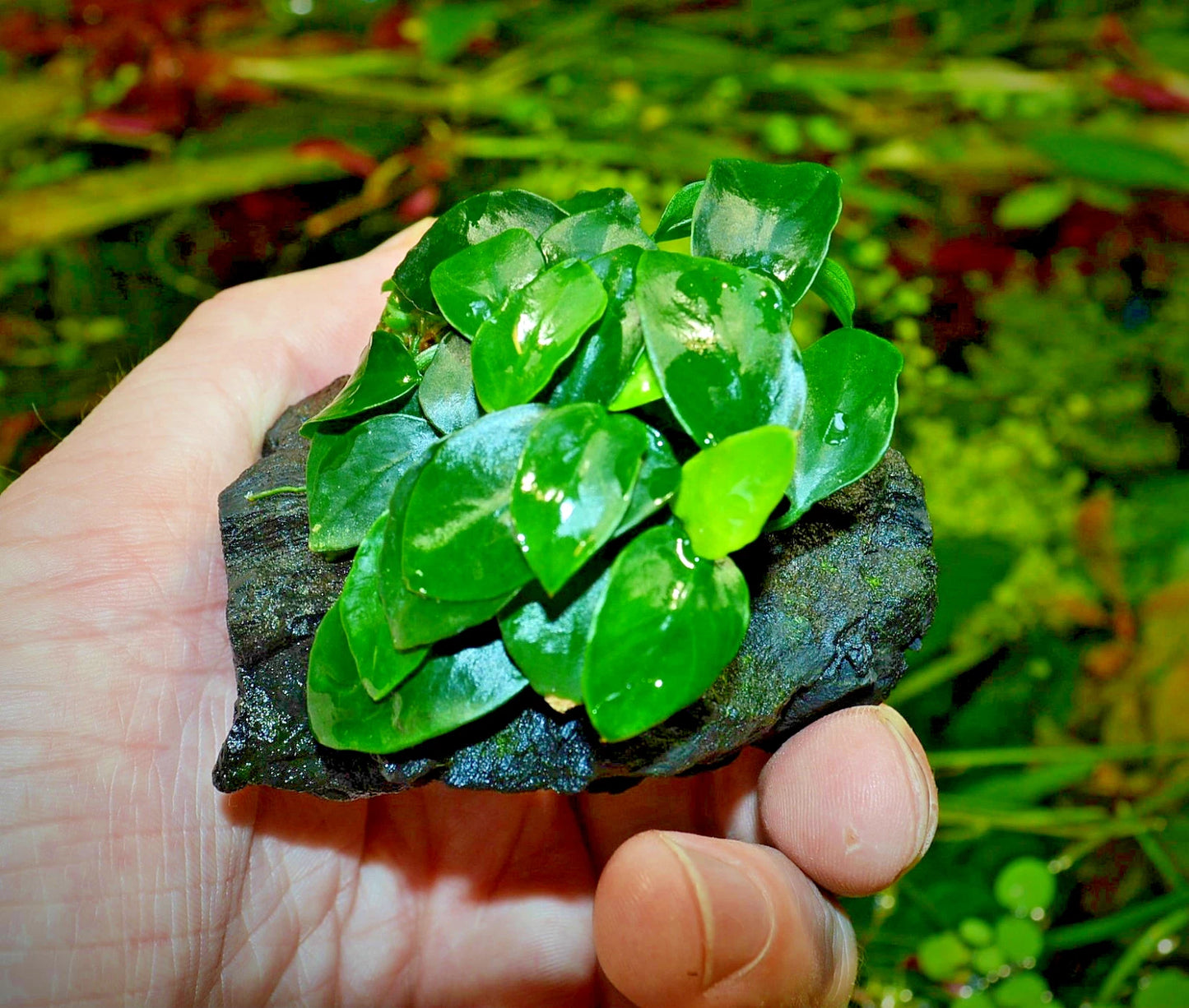 Anubias Nana Petite on Nano wood bogwood Live Aquarium Aquatic Plants shrimp safe