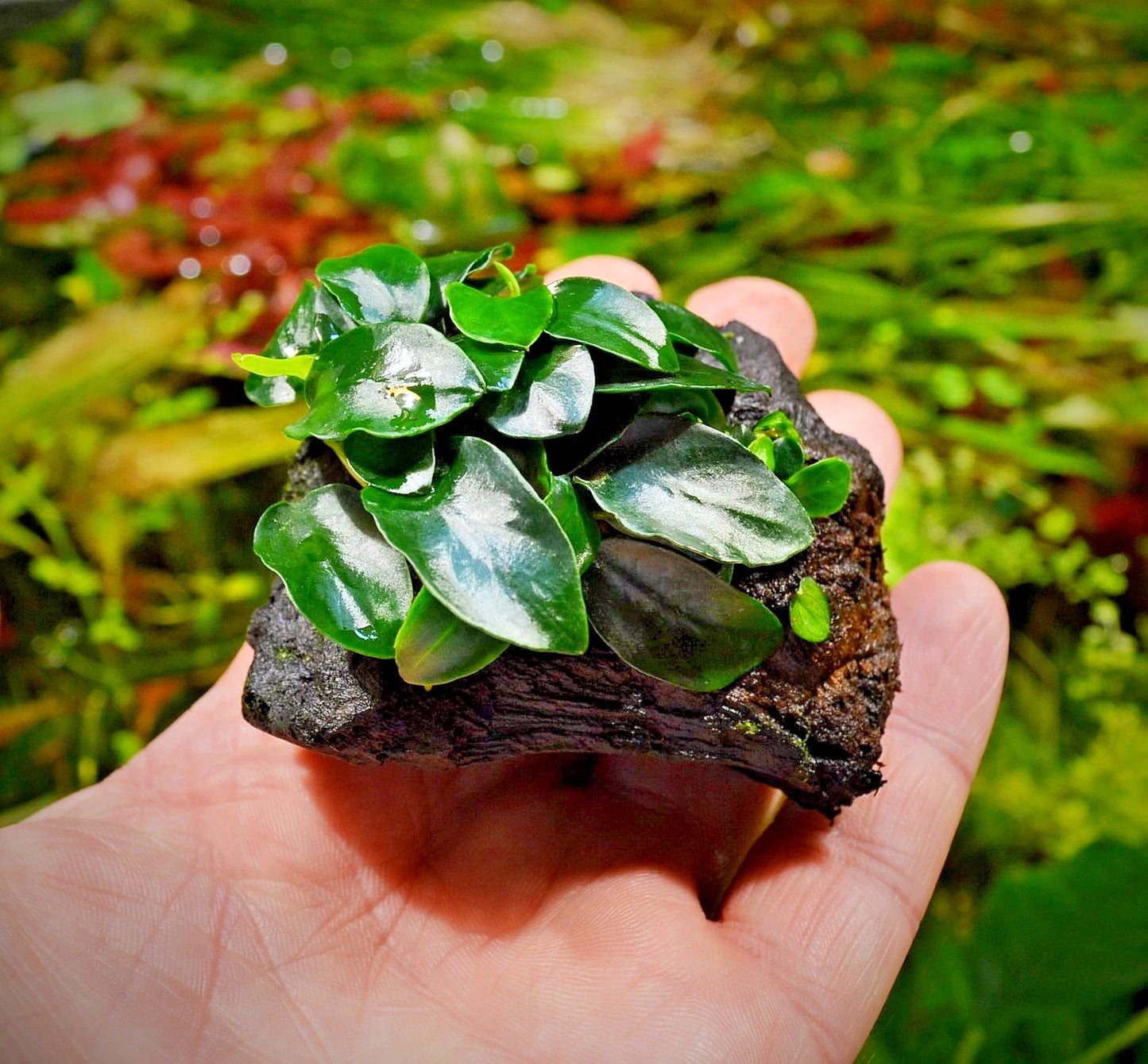 Anubias Nana Petite on Nano wood bogwood Live Aquarium Aquatic Plants shrimp safe