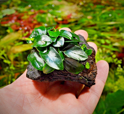 Anubias Nana Petite on Nano wood bogwood Live Aquarium Aquatic Plants shrimp safe