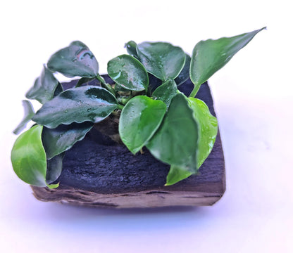 Anubias Nana Petite on Nano wood bogwood Live Aquarium Aquatic Plants shrimp safe