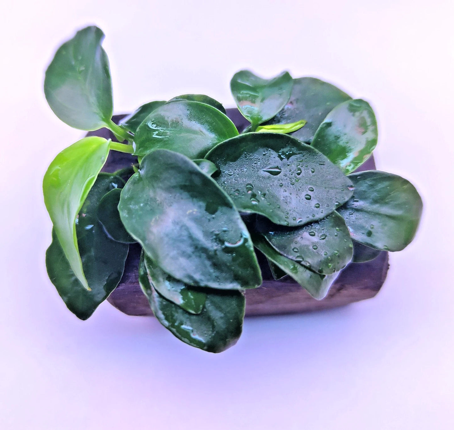 Anubias Nana Petite on Nano wood bogwood Live Aquarium Aquatic Plants shrimp safe