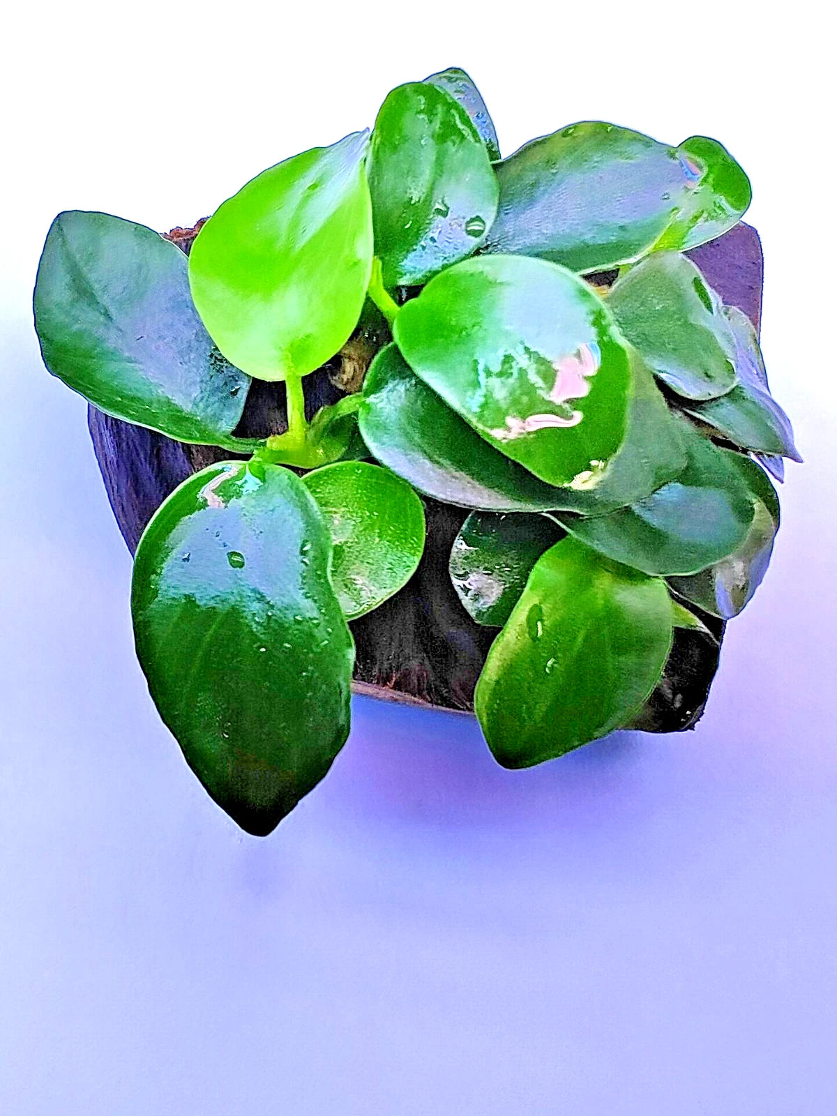 Anubias Nana Petite on Nano wood bogwood Live Aquarium Aquatic Plants shrimp safe