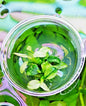 Anubias Nana Pinto in Vitro Aquarium Fish Tank Tropical Live Plant RARE