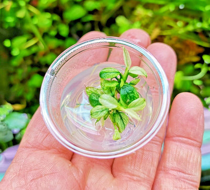 Anubias Nana Pinto in Vitro Aquarium Fish Tank Tropical Live Plant RARE