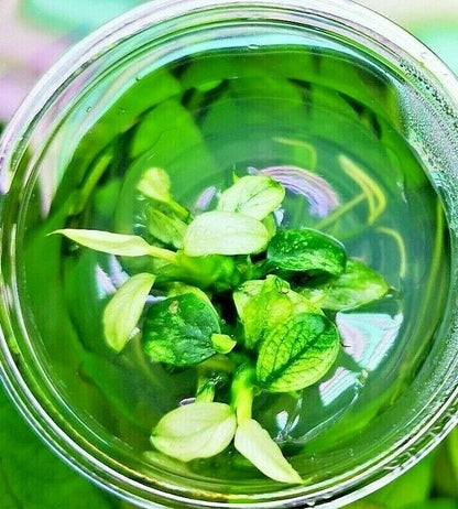 Anubias Nana Pinto in Vitro Aquarium Fish Tank Tropical Live Plant RARE