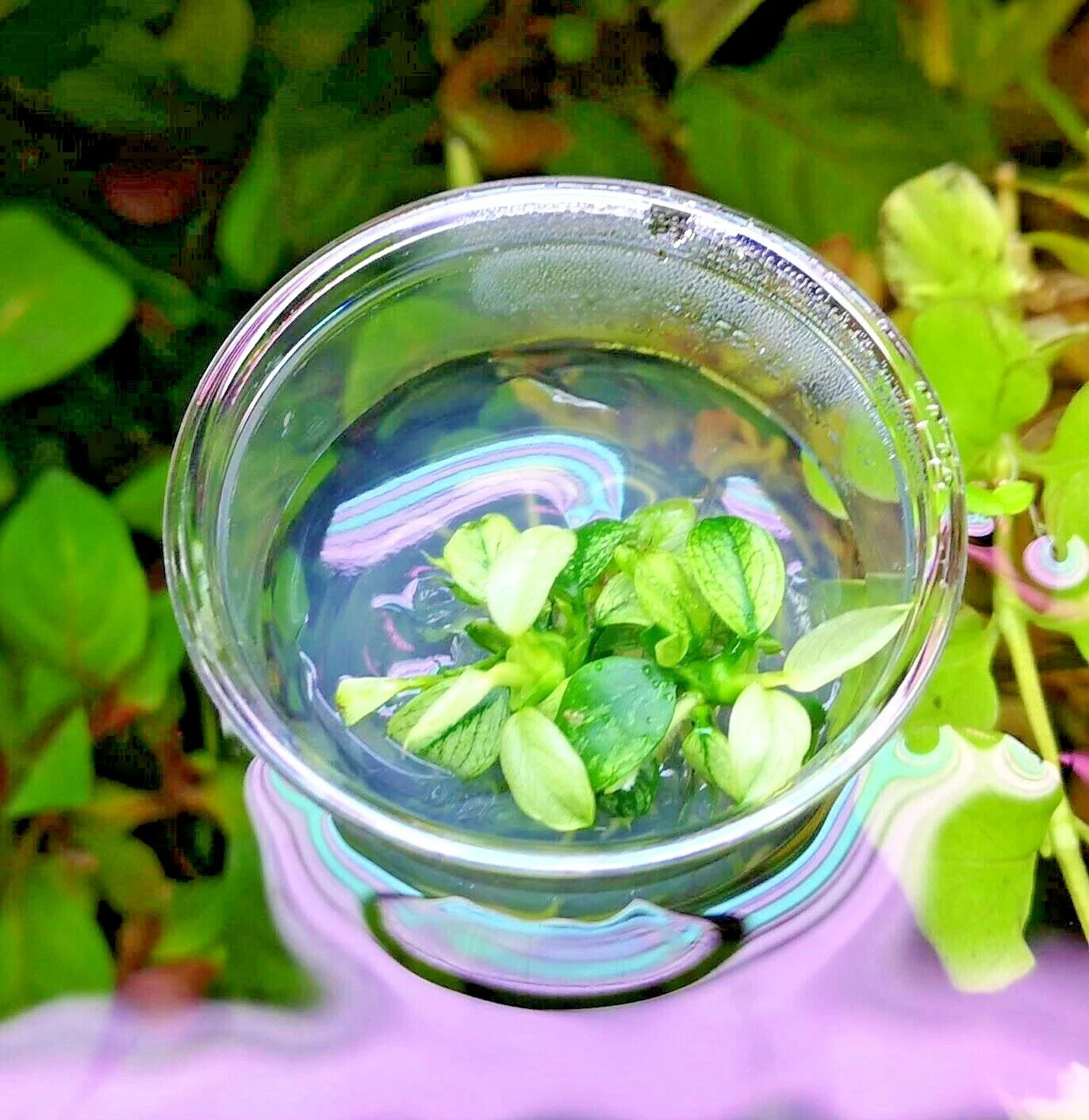 Anubias Nana Pinto in Vitro Aquarium Fish Tank Tropical Live Plant RARE