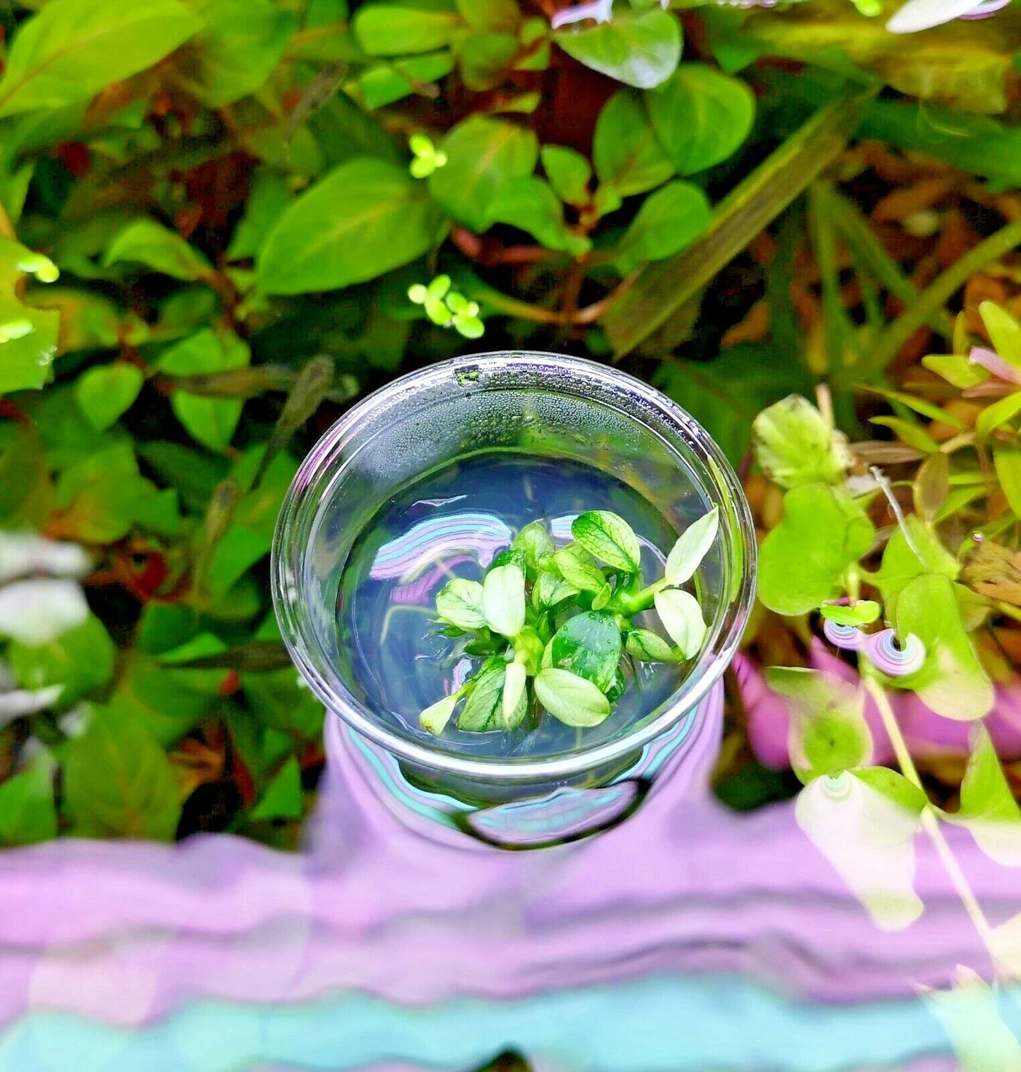Anubias Nana Pinto in Vitro Aquarium Fish Tank Tropical Live Plant RARE
