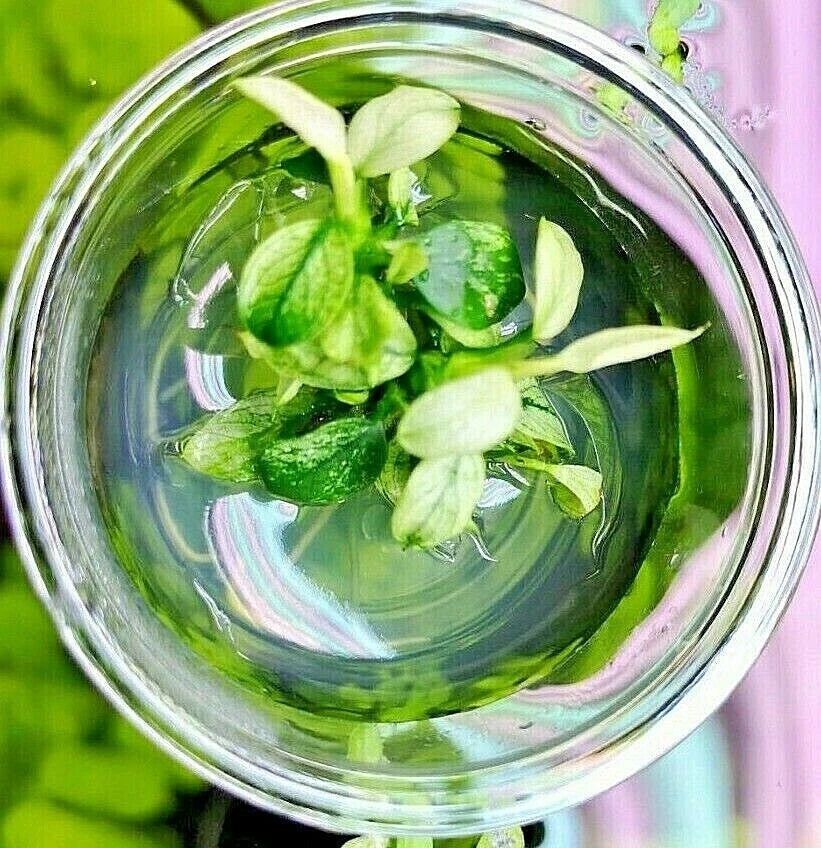 Anubias Nana Pinto in Vitro Aquarium Fish Tank Tropical Live Plant RARE