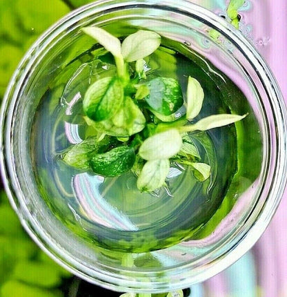 Anubias Nana Pinto in Vitro Aquarium Fish Tank Tropical Live Plant RARE