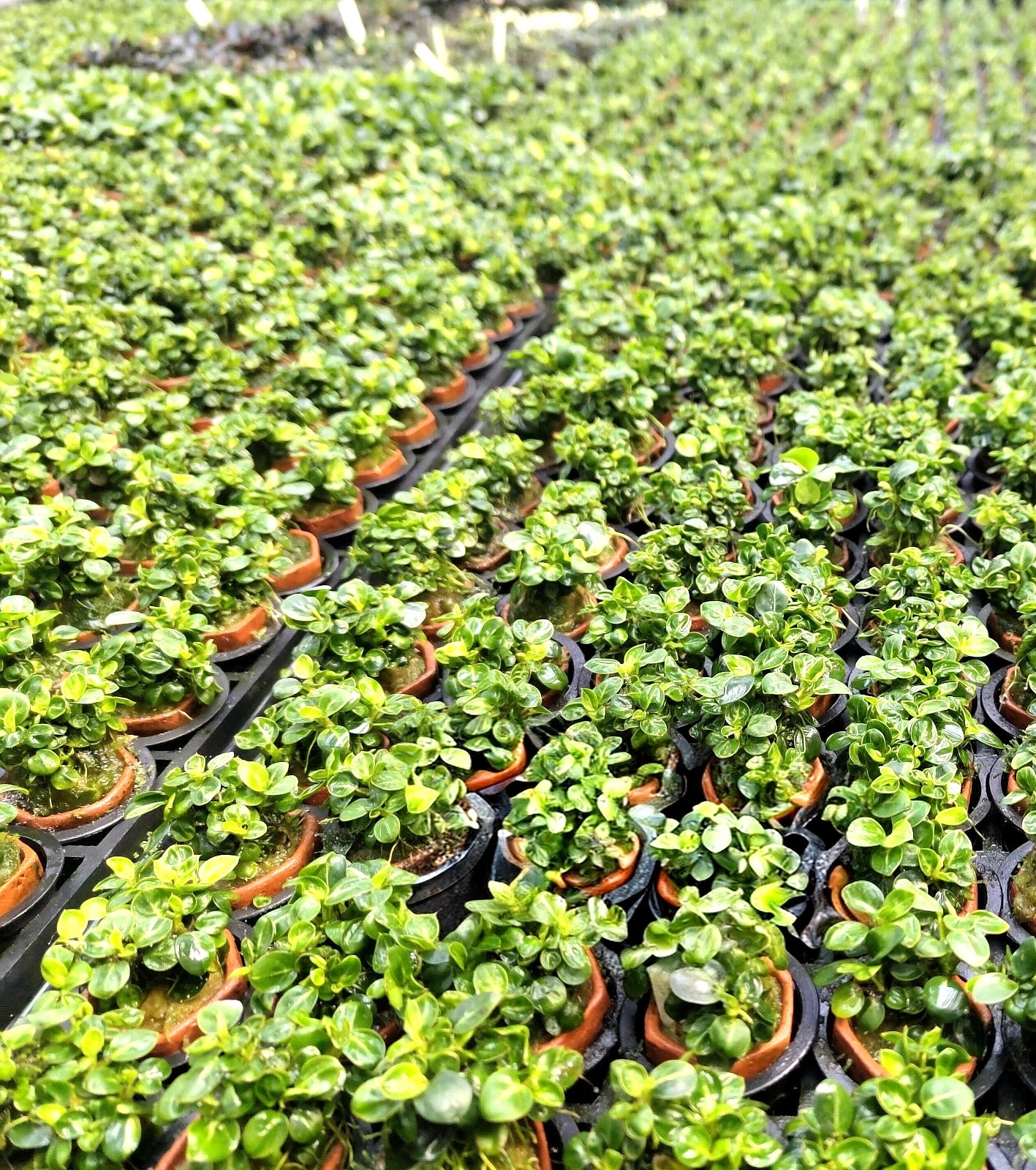 Anubias Stardust Mini Live Aquarium Plants Tropical Aquascaping FULL POT RARE