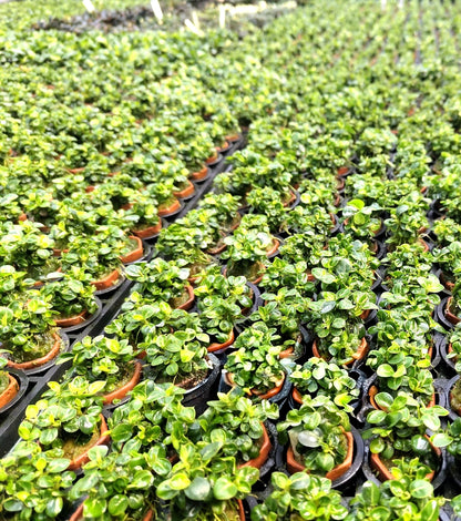 Anubias Stardust Mini Live Aquarium Plants Tropical Aquascaping FULL POT RARE