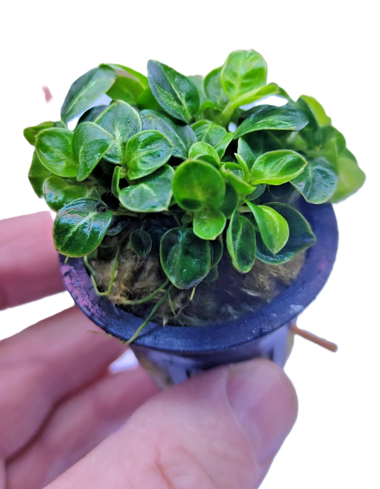 Anubias Stardust Mini Live Aquarium Plants Tropical Aquascaping FULL POT RARE