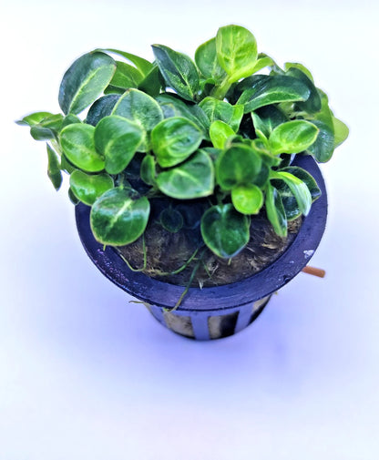 Anubias Stardust Mini Live Aquarium Plants Tropical Aquascaping FULL POT RARE