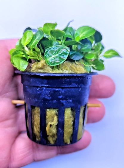 Anubias Stardust Mini Live Aquarium Plants Tropical Aquascaping FULL POT RARE