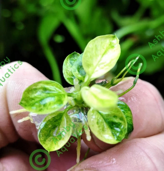 Anubias Nana Marble in Vitro Aquarium Fish Tank Tropical Live Plant RARE