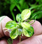 Anubias Nana Marble in Vitro Aquarium Fish Tank Tropical Live Plant RARE