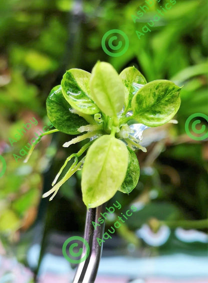 Anubias Nana Marble in Vitro Aquarium Fish Tank Tropical Live Plant RARE