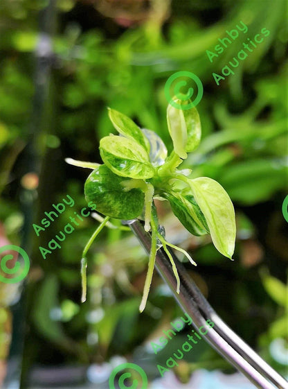 Anubias Nana Marble in Vitro Aquarium Fish Tank Tropical Live Plant RARE