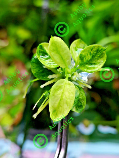 Anubias Nana Marble in Vitro Aquarium Fish Tank Tropical Live Plant RARE