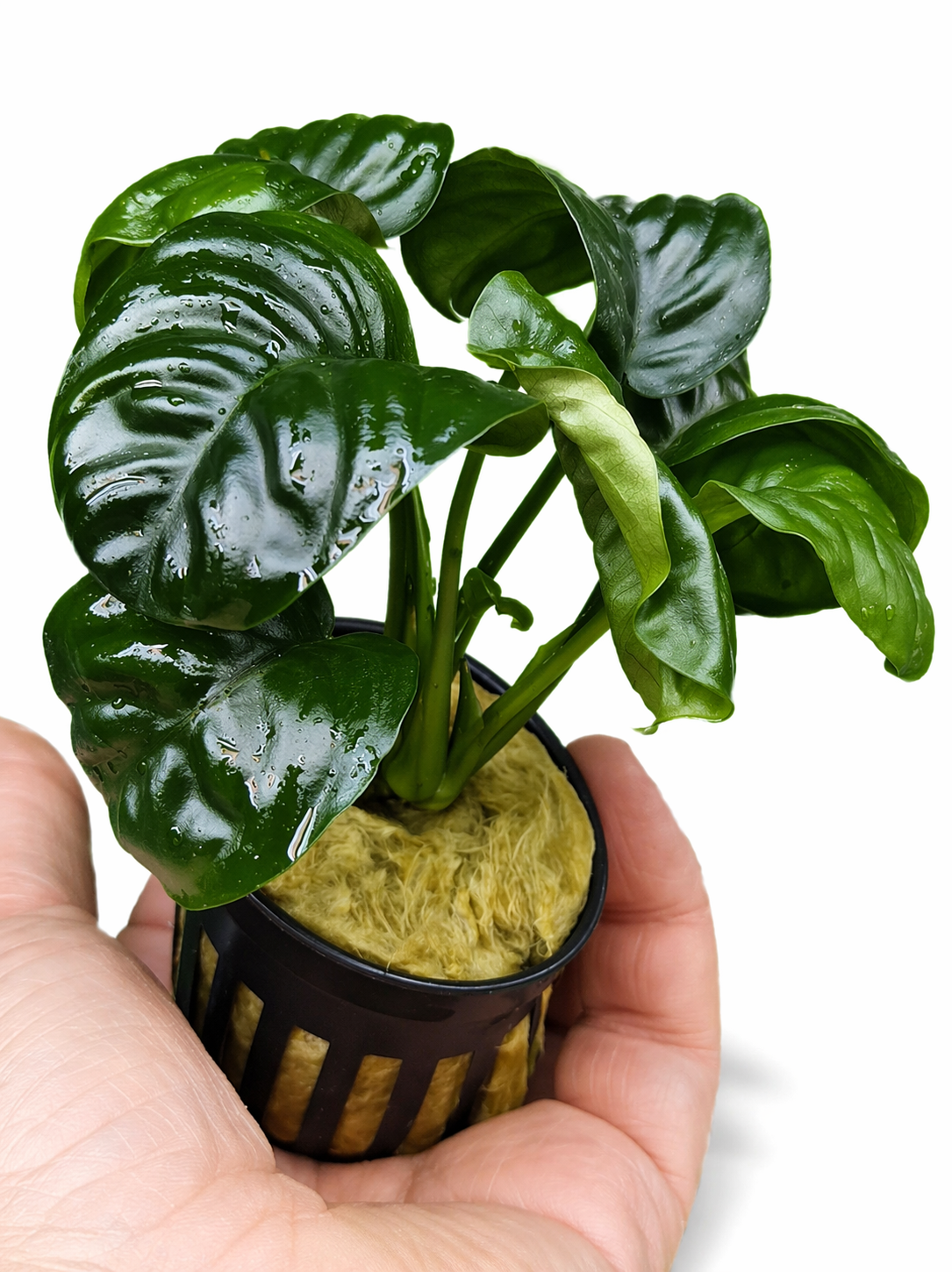 Anubias ‘Rainforest’ Rare Aquarium Plant Hardy Low Light Aquatic Plant