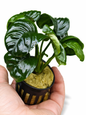 Anubias ‘Rainforest’ Rare Aquarium Plant Hardy Low Light Aquatic Plant