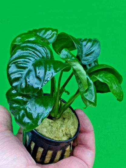 Anubias ‘Rainforest’ Rare Aquarium Plant Hardy Low Light Aquatic Plant