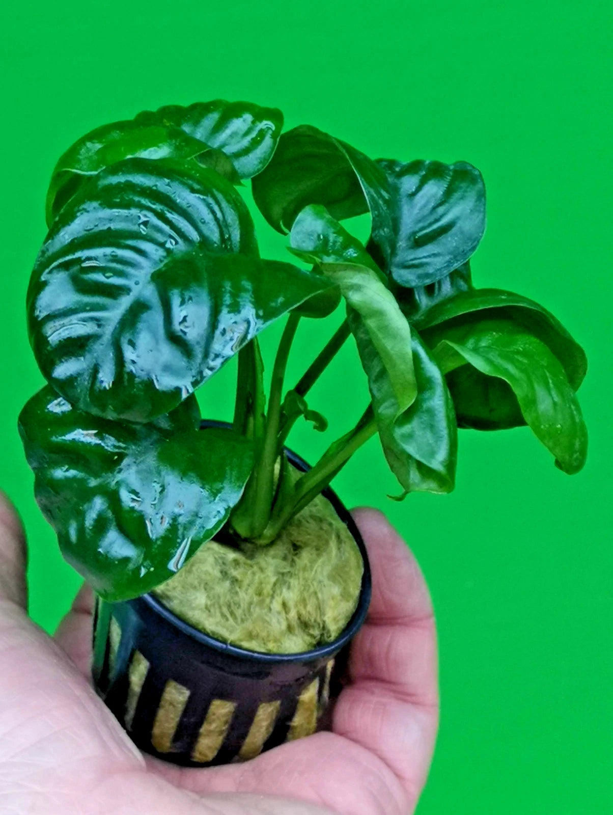 Anubias ‘Rainforest’ Rare Aquarium Plant Hardy Low Light Aquatic Plant