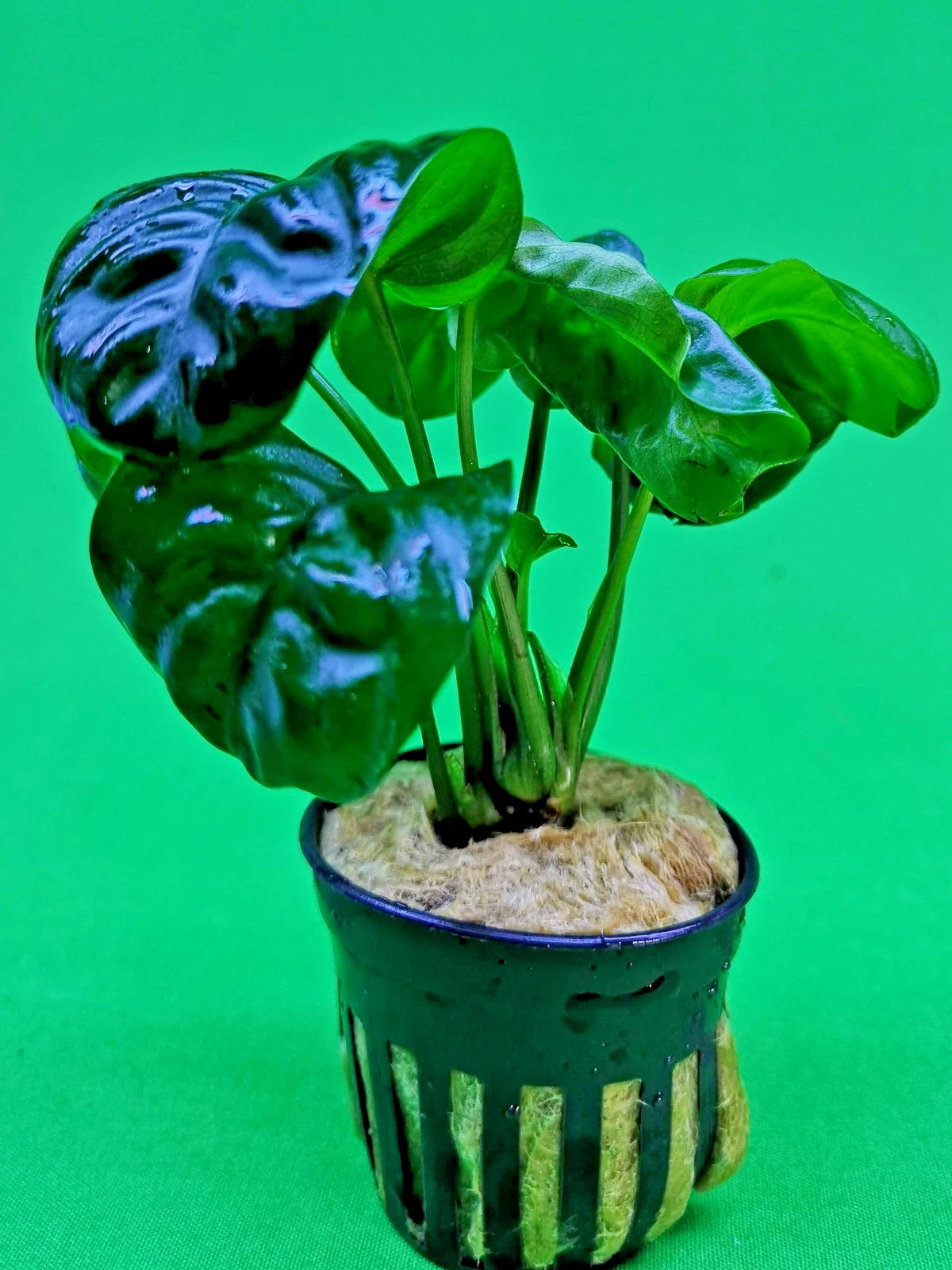 Anubias ‘Rainforest’ Rare Aquarium Plant Hardy Low Light Aquatic Plant