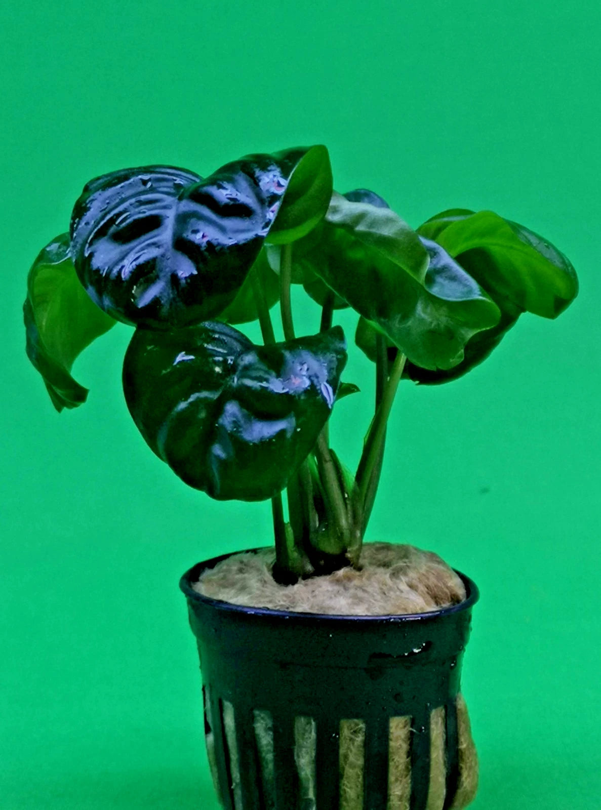 Anubias ‘Rainforest’ Rare Aquarium Plant Hardy Low Light Aquatic Plant