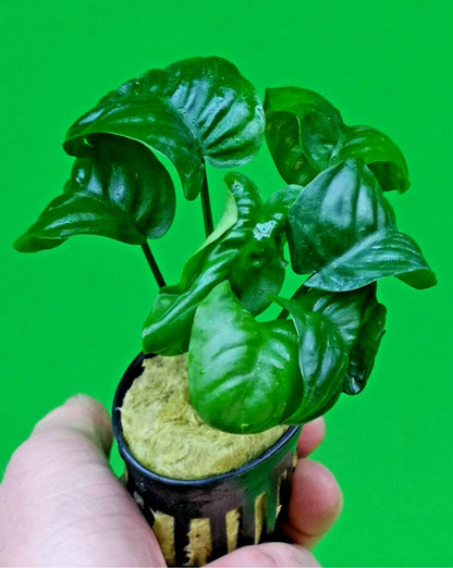 Anubias ‘Rainforest’ Rare Aquarium Plant Hardy Low Light Aquatic Plant
