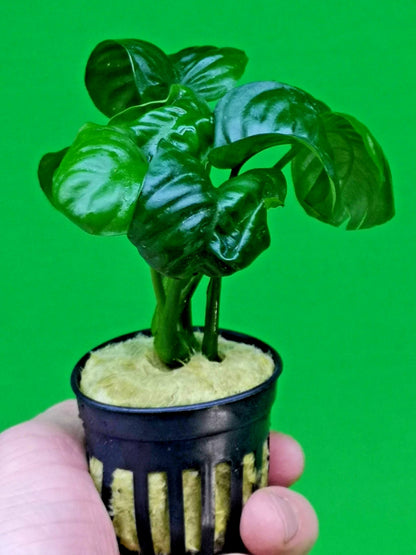 Anubias ‘Rainforest’ Rare Aquarium Plant Hardy Low Light Aquatic Plant