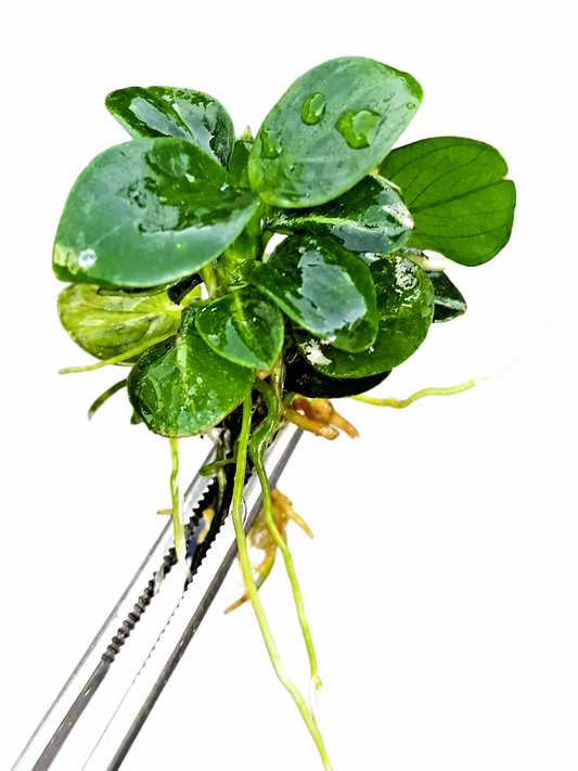Anubias Stardust Mini Live Aquarium Plants Tropical Aquascaping RARE 1 cutting