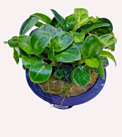 Anubias Stardust Mini Live Aquarium Plants Tropical Aquascaping FULL POT RARE