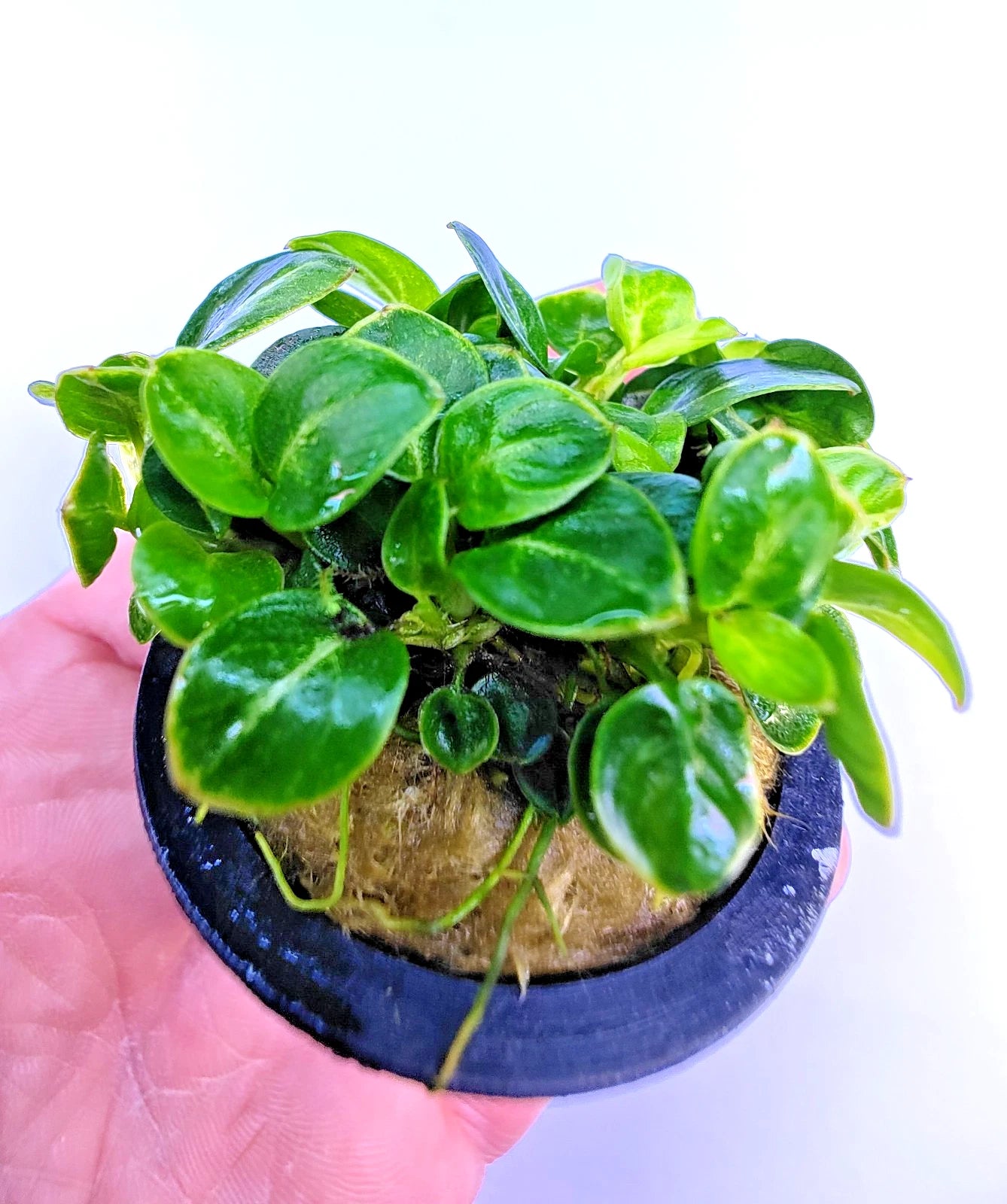 Anubias Stardust Mini Live Aquarium Plants Tropical Aquascaping FULL POT RARE