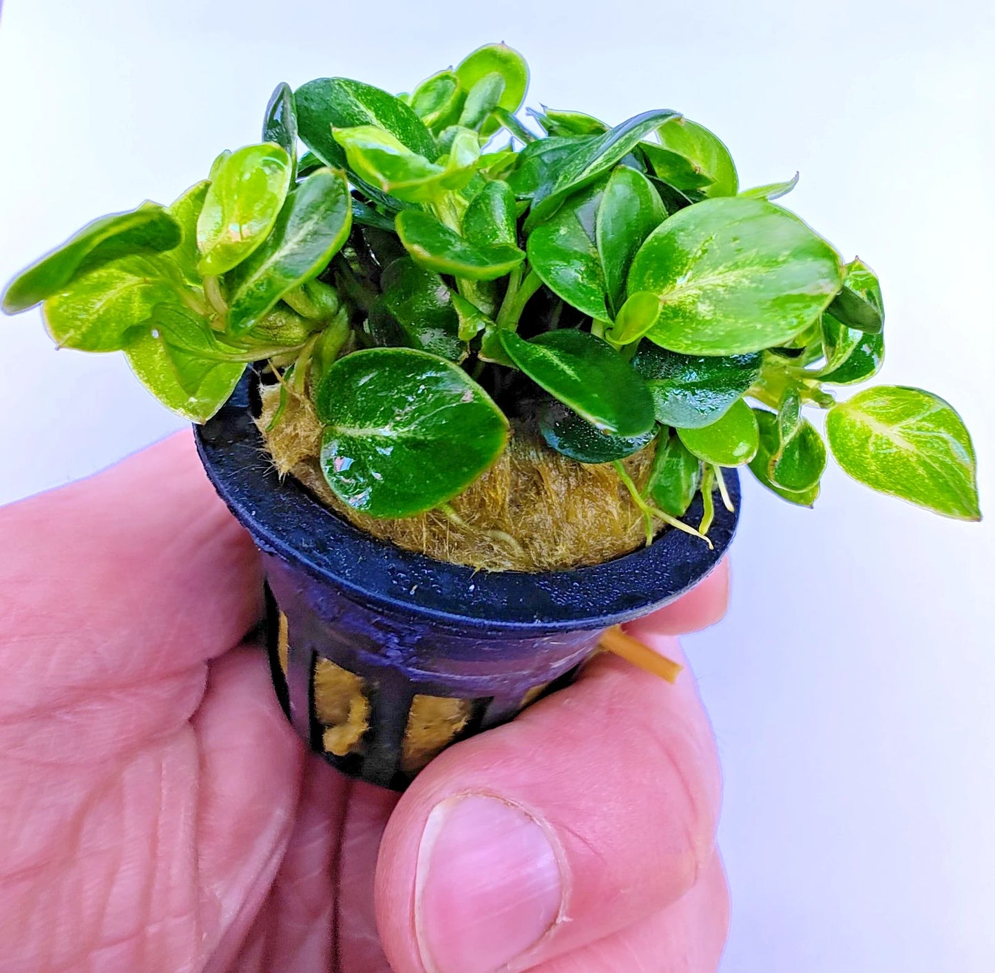 Anubias Stardust Mini Live Aquarium Plants Tropical Aquascaping FULL POT RARE