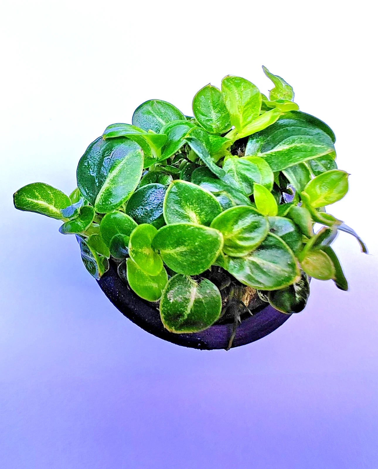 Anubias Stardust Mini Live Aquarium Plants Tropical Aquascaping FULL POT RARE