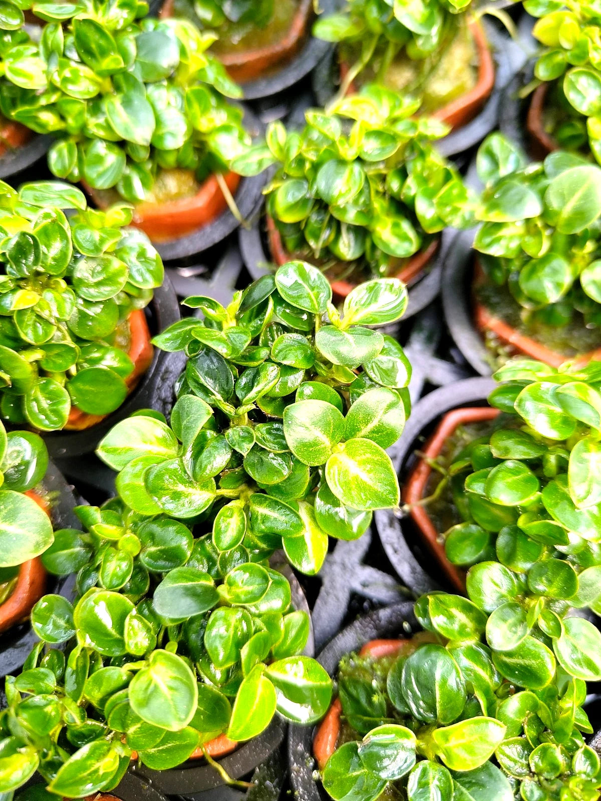Anubias Stardust Mini Live Aquarium Plants Tropical Aquascaping RARE 1 cutting