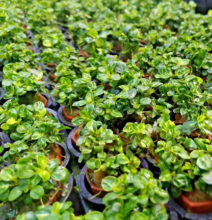 Anubias Stardust Mini Live Aquarium Plants Tropical Aquascaping RARE 1 cutting
