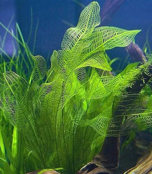 Aponogeton Madagascariensis LACE PLANT bulb background tropical plant RARE