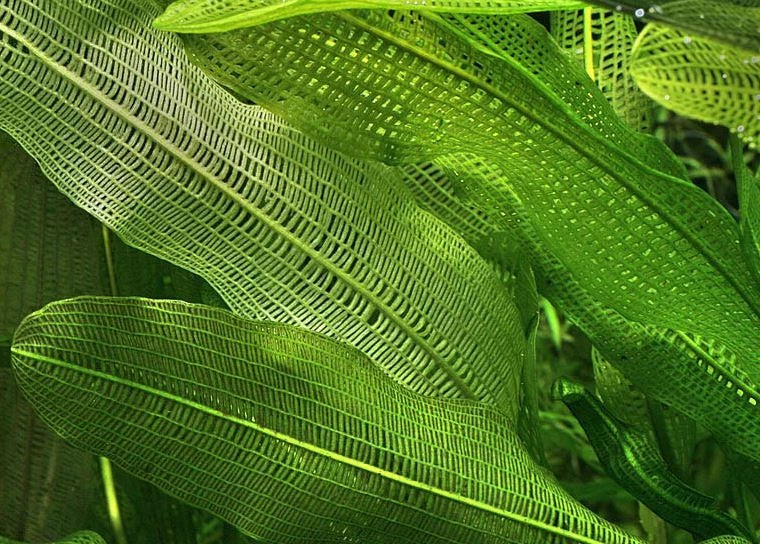 Aponogeton Madagascariensis LACE PLANT bulb background tropical plant RARE