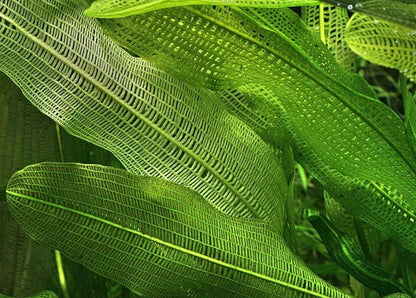 Aponogeton Madagascariensis LACE PLANT bulb background tropical plant RARE