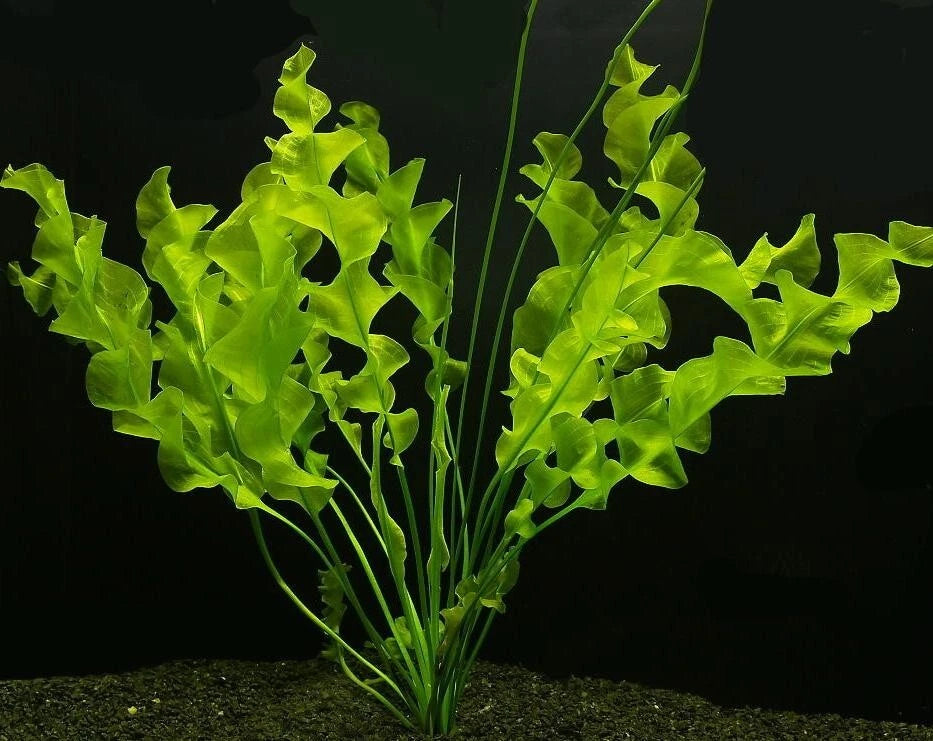 Aponogeton Ulvaceus LIVE Tropical Aquarium Plant Rare Bulb