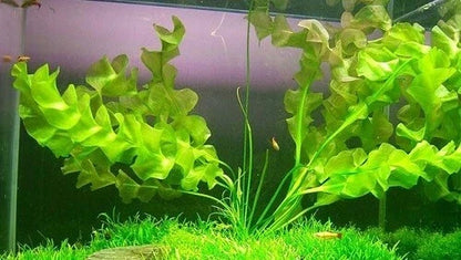 Aponogeton Ulvaceus LIVE Tropical Aquarium Plant Rare Bulb