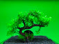 Aquarium Tree Ornament Fish Tank Bonsai Decoration Choose Your Style Artificial